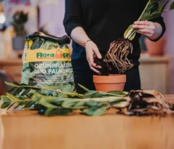 Floragard Aktiv Grünpflanzen- und Palmenerde