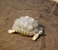 Floragard Schildkrötensubstrat
