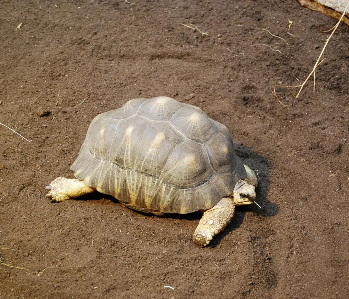 Floragard Schildkrötensubstrat