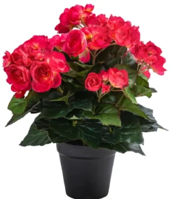 Flower Manufaktur Kunstpflanze Begonie, ca. H33 cm