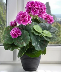 Flower Manufaktur Kunstpflanze Geranie, ca. H33 cm