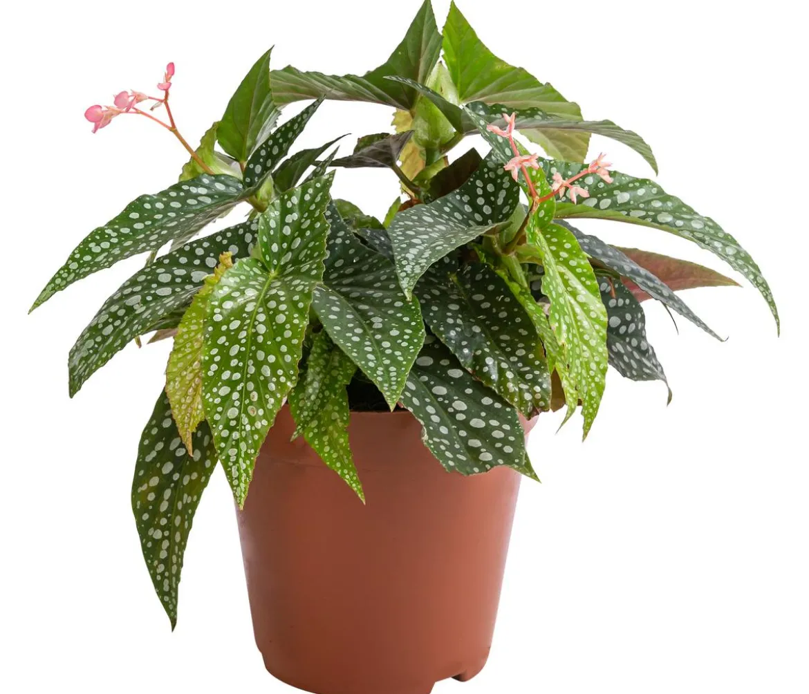Forellenbegonie - Begonia maculata 'Double Dot'