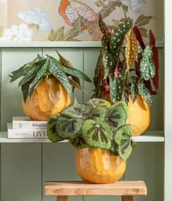 Forellenbegonie - Begonia maculata 'Double Dot'