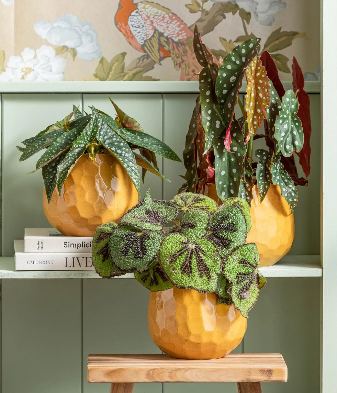 Forellenbegonie - Begonia maculata 'Double Dot'