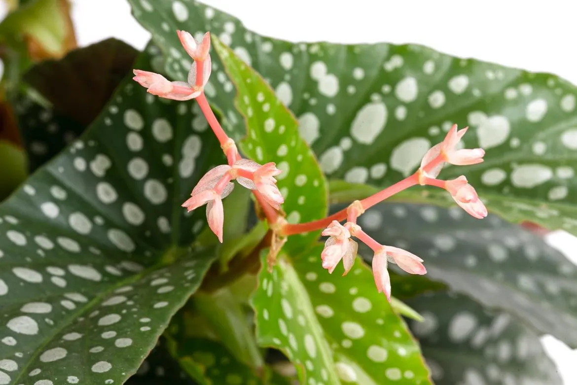 Forellenbegonie - Begonia maculata 'Double Dot'