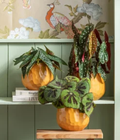 Forellenbegonie - Begonia maculata 'Wings'