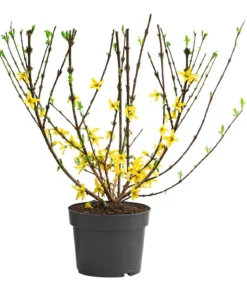 Forsythie 'Minigold'