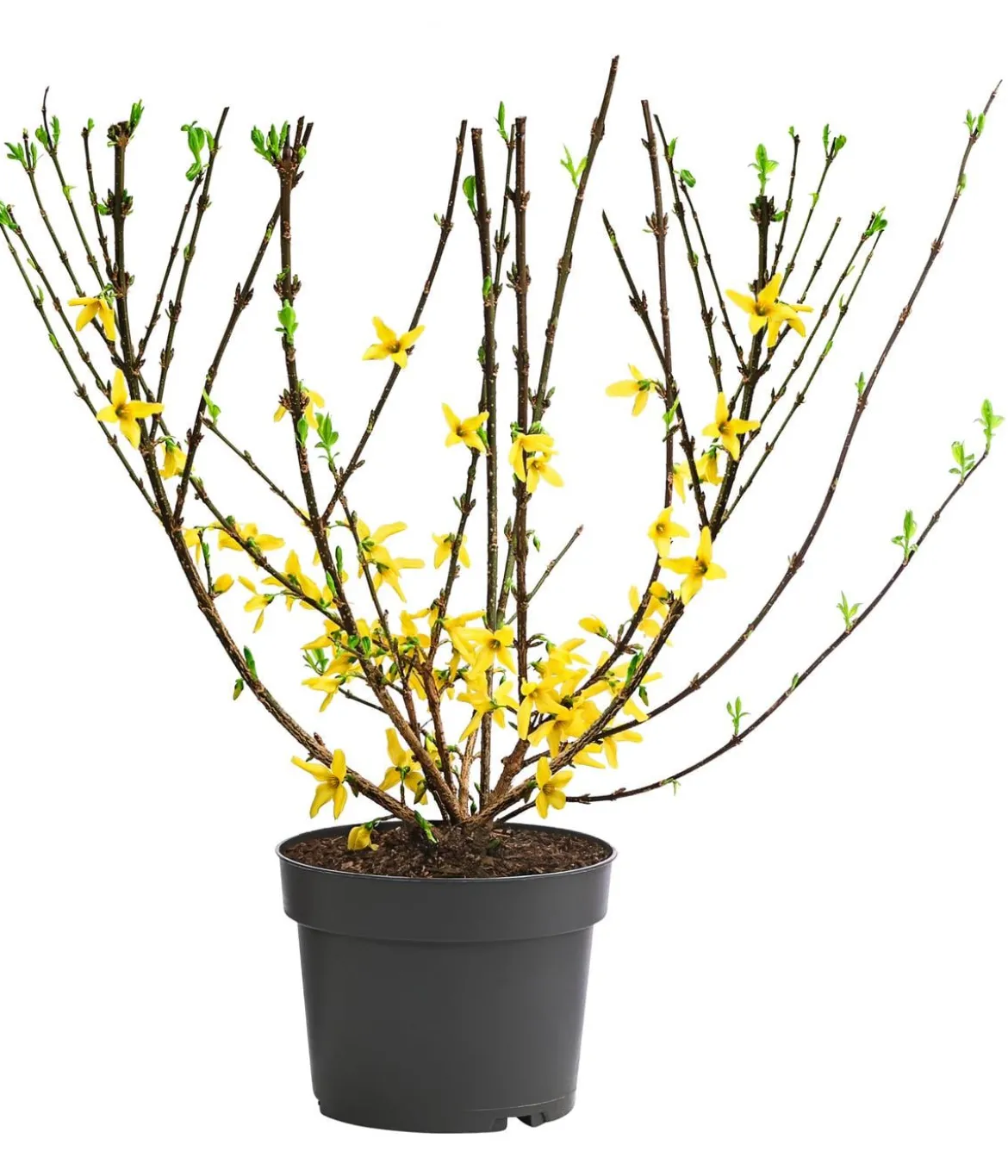Forsythie 'Minigold'
