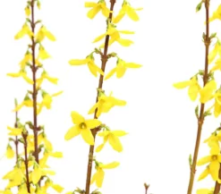 Forsythie 'Weekend'