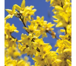 Forsythie 'Weekend'