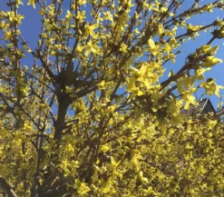 Forsythie 'Weekend'