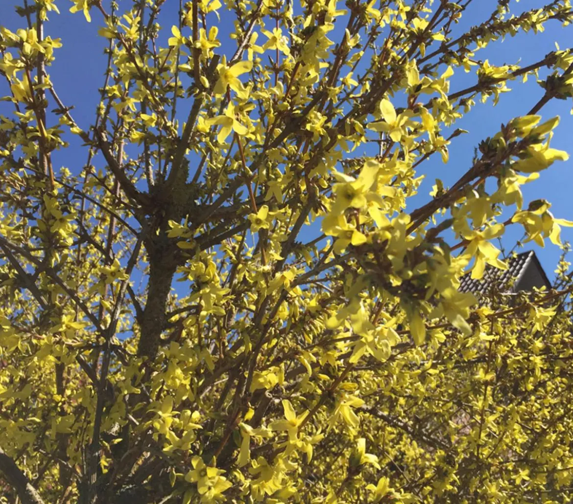 Forsythie 'Weekend'