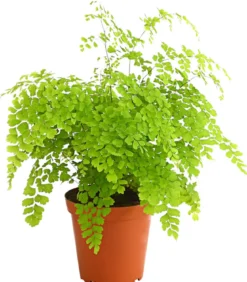 Frauenhaarfarn - Adiantum raddianum