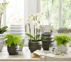 Frauenhaarfarn - Adiantum raddianum