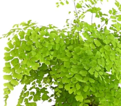 Frauenhaarfarn - Adiantum raddianum