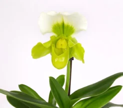 Frauenschuh - Paphiopedilum Complex Culitvar
