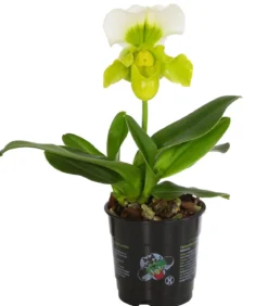 Frauenschuh - Paphiopedilum Complex Culitvar