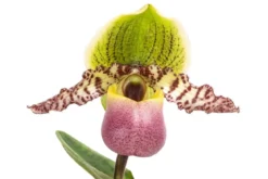 Frauenschuh - Paphiopedilum compley hybride cultivars 'Pinocchio'
