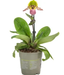 Frauenschuh - Paphiopedilum compley hybride cultivars 'Pinocchio'