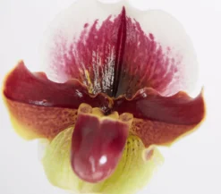 Frauenschuh - Paphiopedilum hybride, verschiedene Sorten