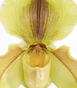 Frauenschuh - Paphiopedilum hybride, verschiedene Sorten