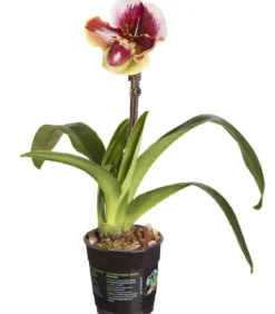 Frauenschuh - Paphiopedilum hybride, verschiedene Sorten