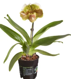 Frauenschuh - Paphiopedilum hybride, verschiedene Sorten