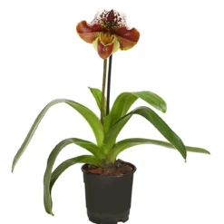 Frauenschuh - Paphiopedilum hybride, verschiedene Sorten