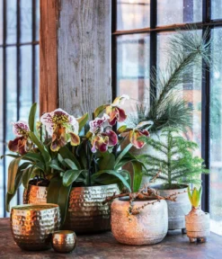 Frauenschuh - Paphiopedilum hybride, verschiedene Sorten