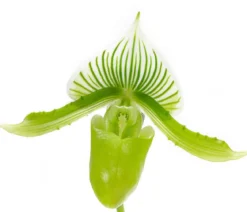 Frauenschuh - Paphiopedilum maudiae