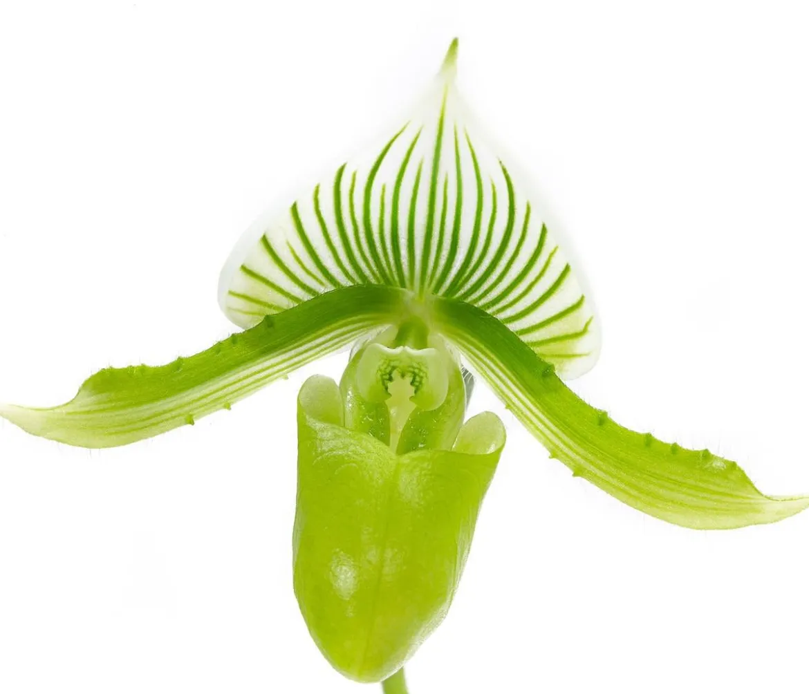 Frauenschuh - Paphiopedilum maudiae