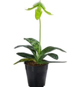 Frauenschuh - Paphiopedilum maudiae