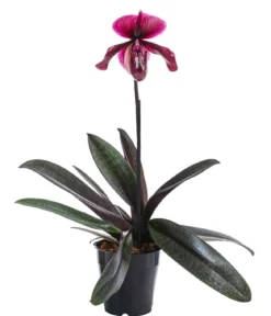 Frauenschuh - Paphiopedilum 'Vinicolor'