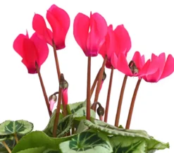 Freiland-Alpenveilchen 'Veranda', verschiedene Farben
