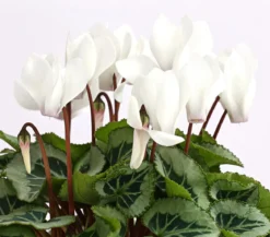 Freiland-Alpenveilchen 'Veranda', verschiedene Farben