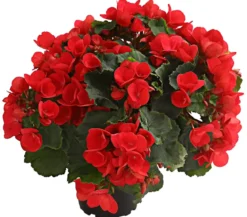 Freiland-Begonie 'Betulia', verschiedene Farben