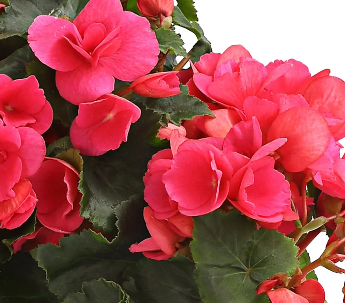 Freiland-Begonie 'Betulia', verschiedene Farben