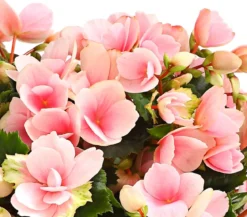 Freiland-Begonie 'Betulia', verschiedene Farben