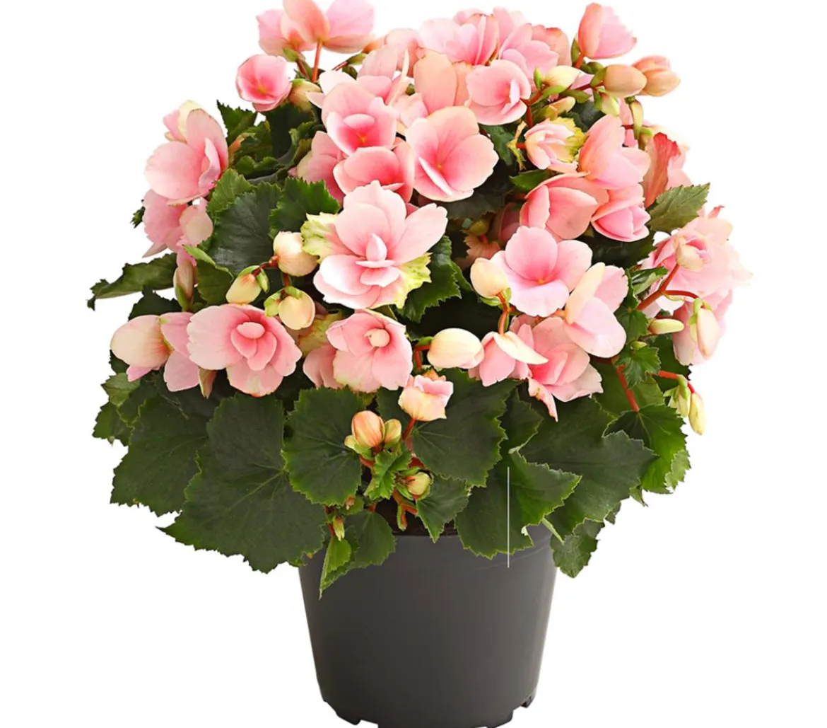 Freiland-Begonie 'Betulia', verschiedene Farben
