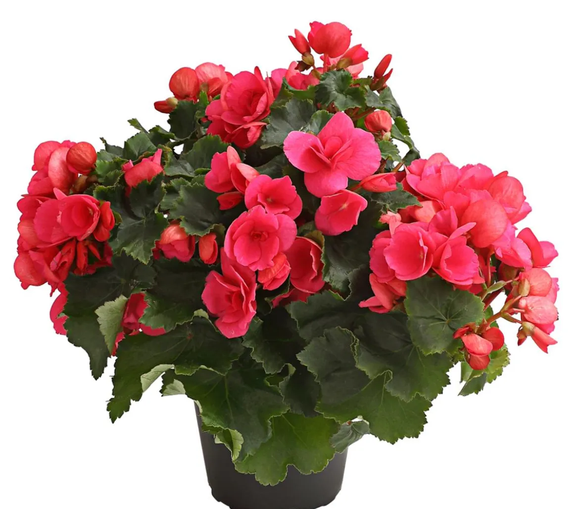 Freiland-Begonie 'Betulia', verschiedene Farben
