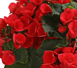 Freiland-Begonie 'Betulia', verschiedene Farben