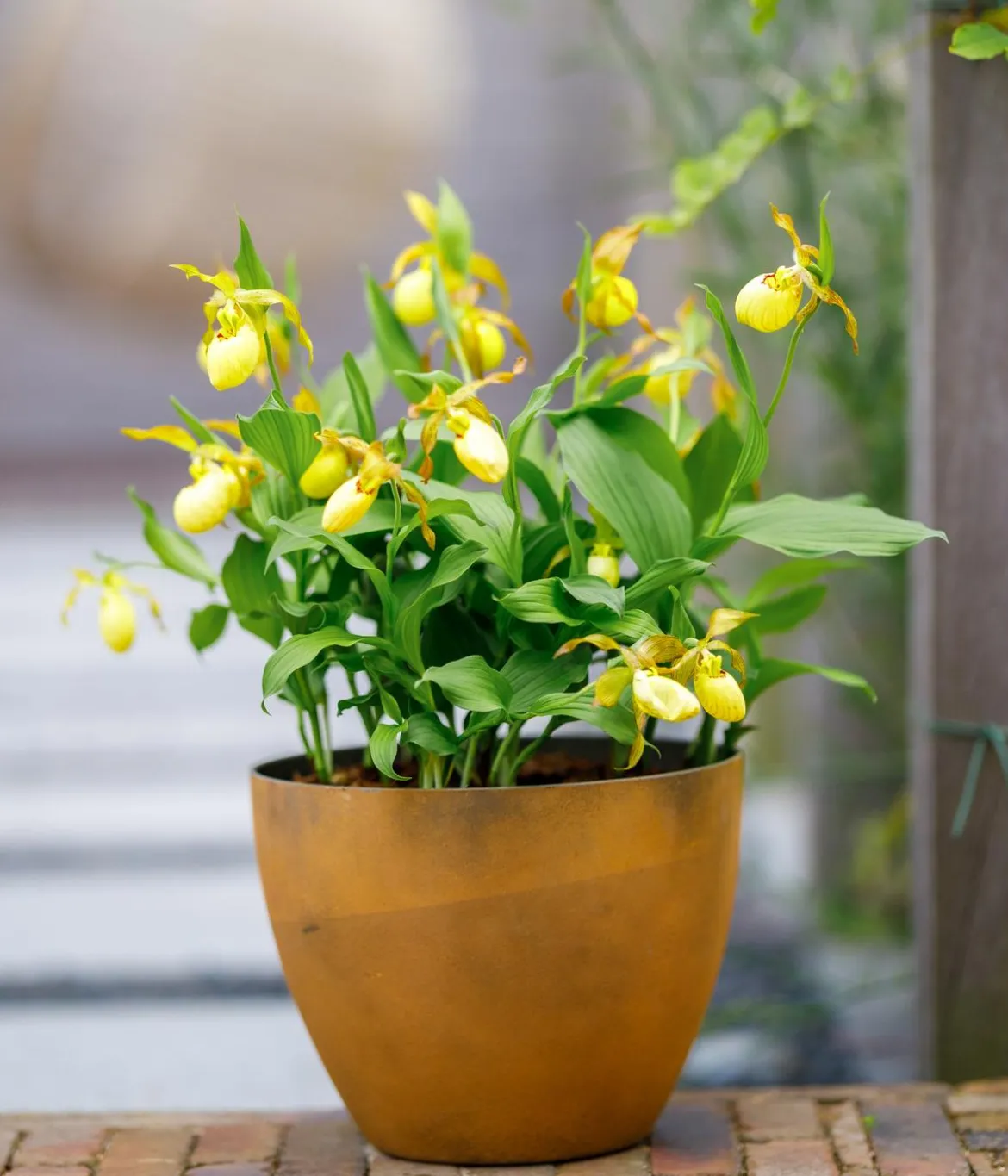 Freiland-Frauenschuh