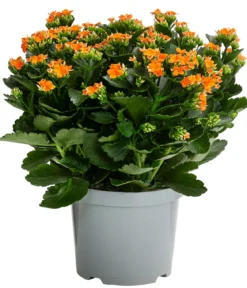 Freiland-Kalanchoe, verschiedene Farben