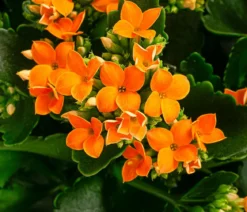 Freiland-Kalanchoe, verschiedene Farben