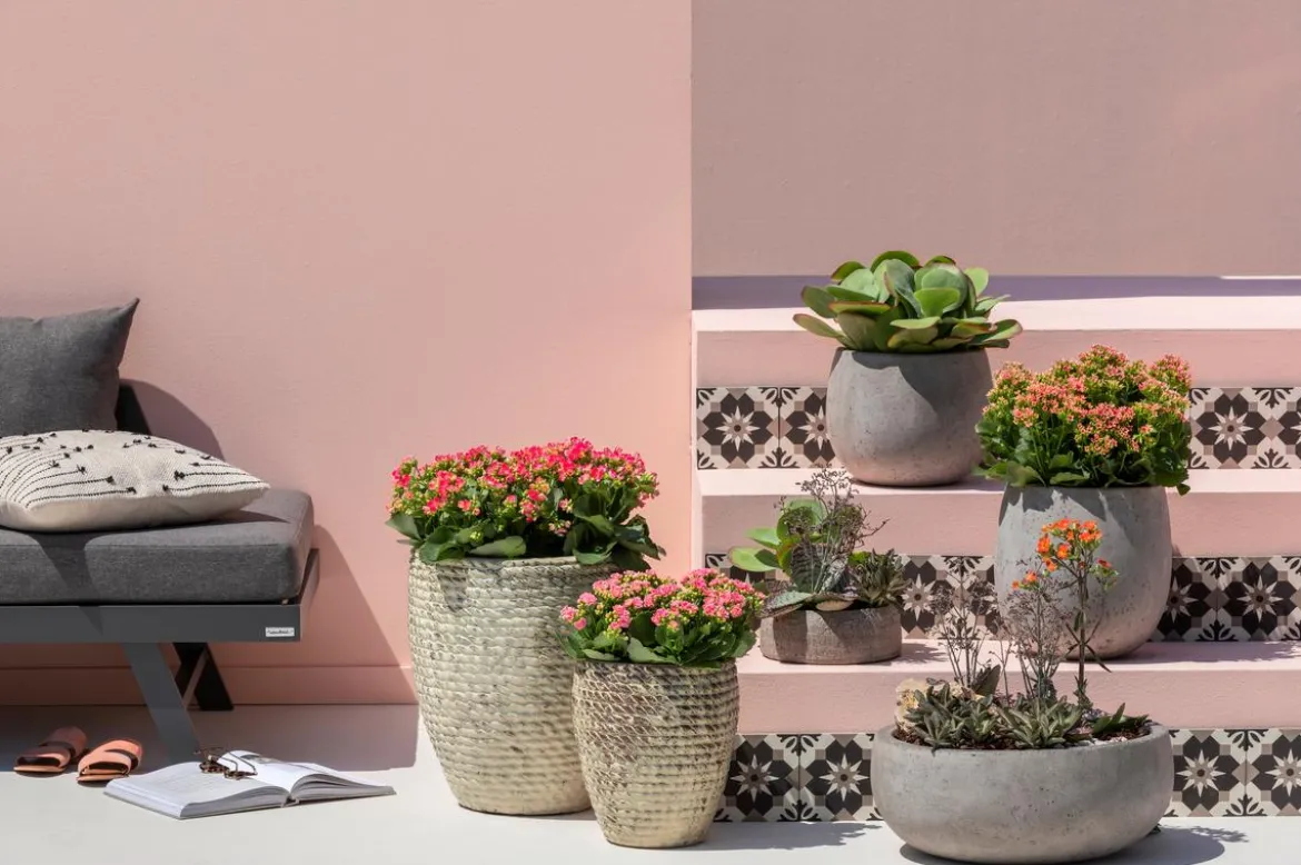 Freiland-Kalanchoe, verschiedene Farben
