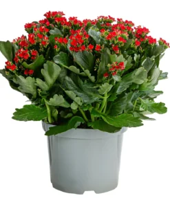 Freiland-Kalanchoe, verschiedene Farben