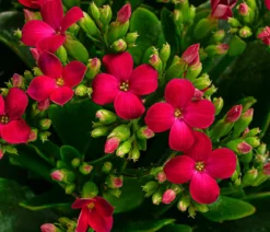 Freiland-Kalanchoe, verschiedene Farben