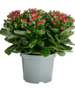 Freiland-Kalanchoe, verschiedene Farben