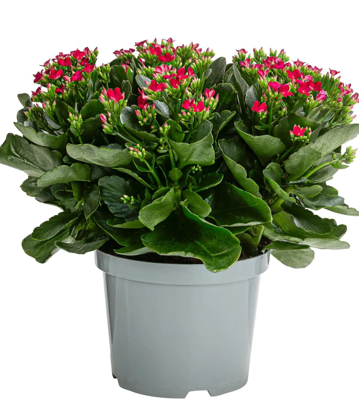 Freiland-Kalanchoe, verschiedene Farben