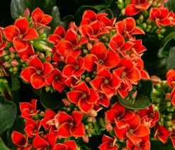 Freiland-Kalanchoe, verschiedene Farben